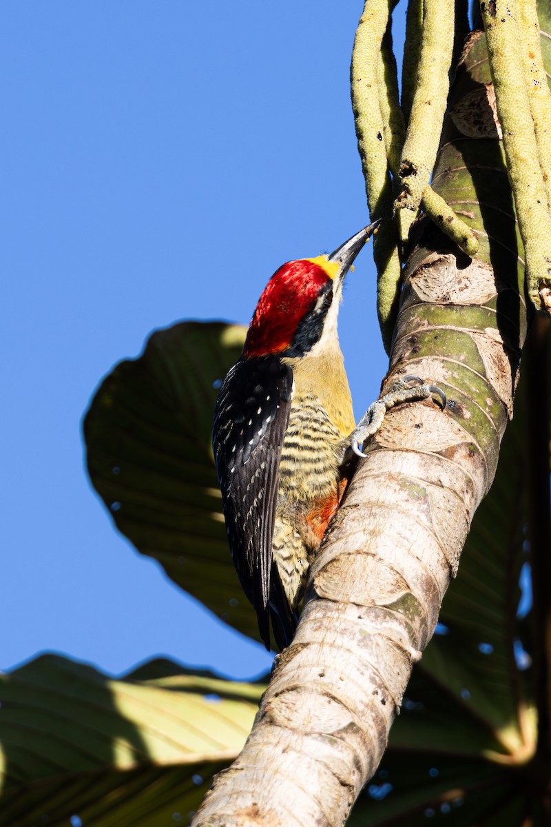 Black-cheeked Woodpecker - Mason Flint