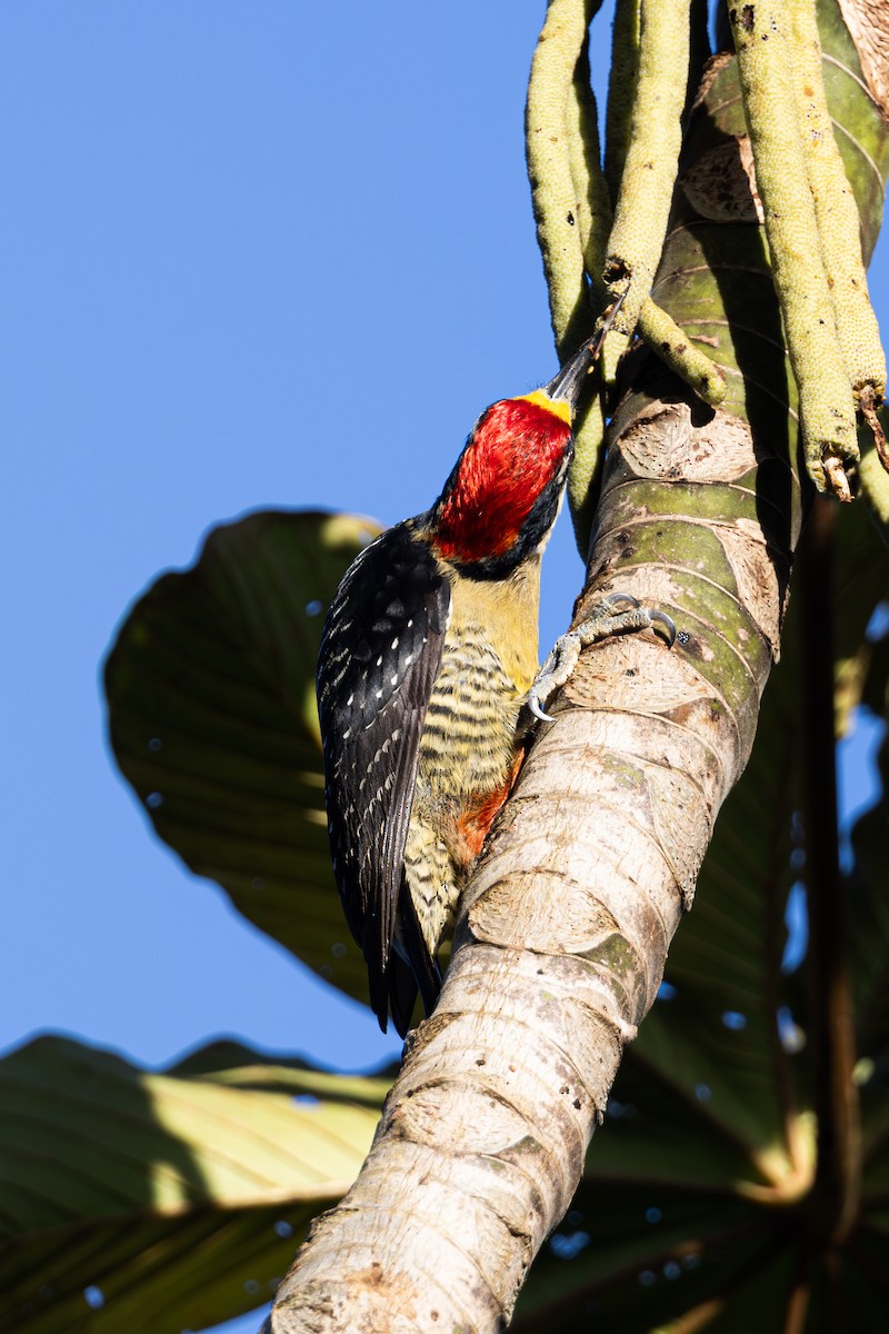 Black-cheeked Woodpecker - Mason Flint