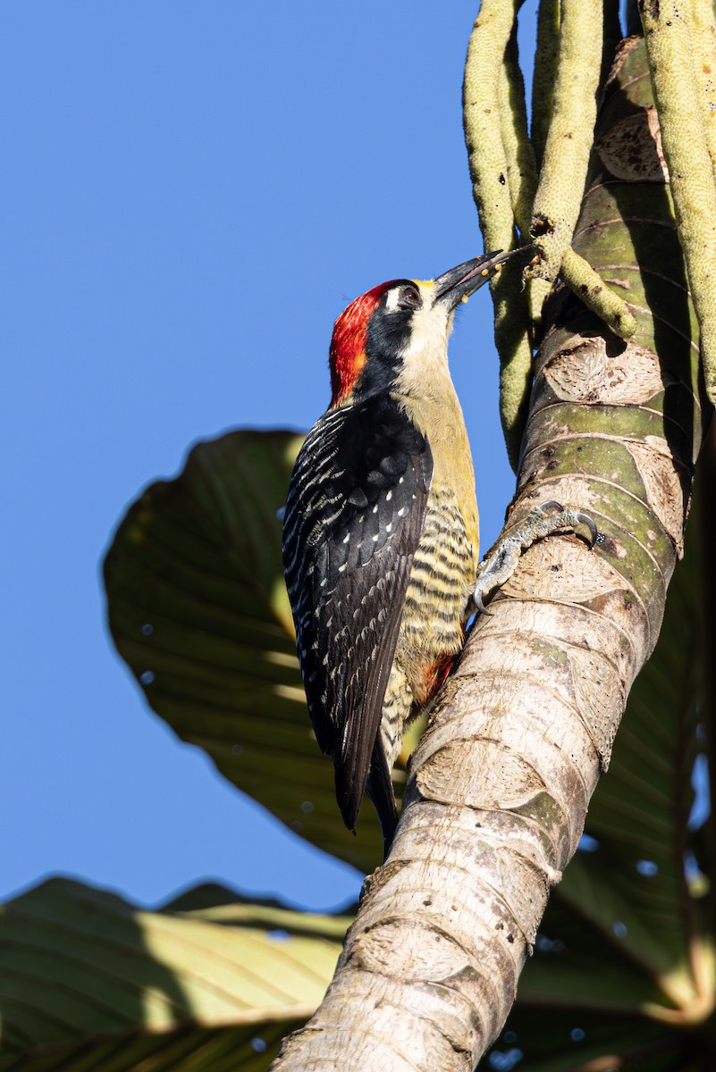 Black-cheeked Woodpecker - Mason Flint