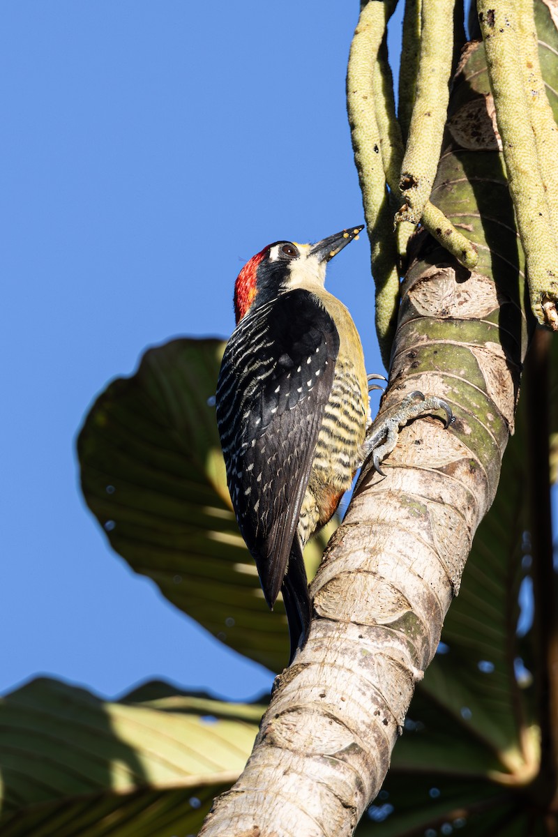 Black-cheeked Woodpecker - Mason Flint