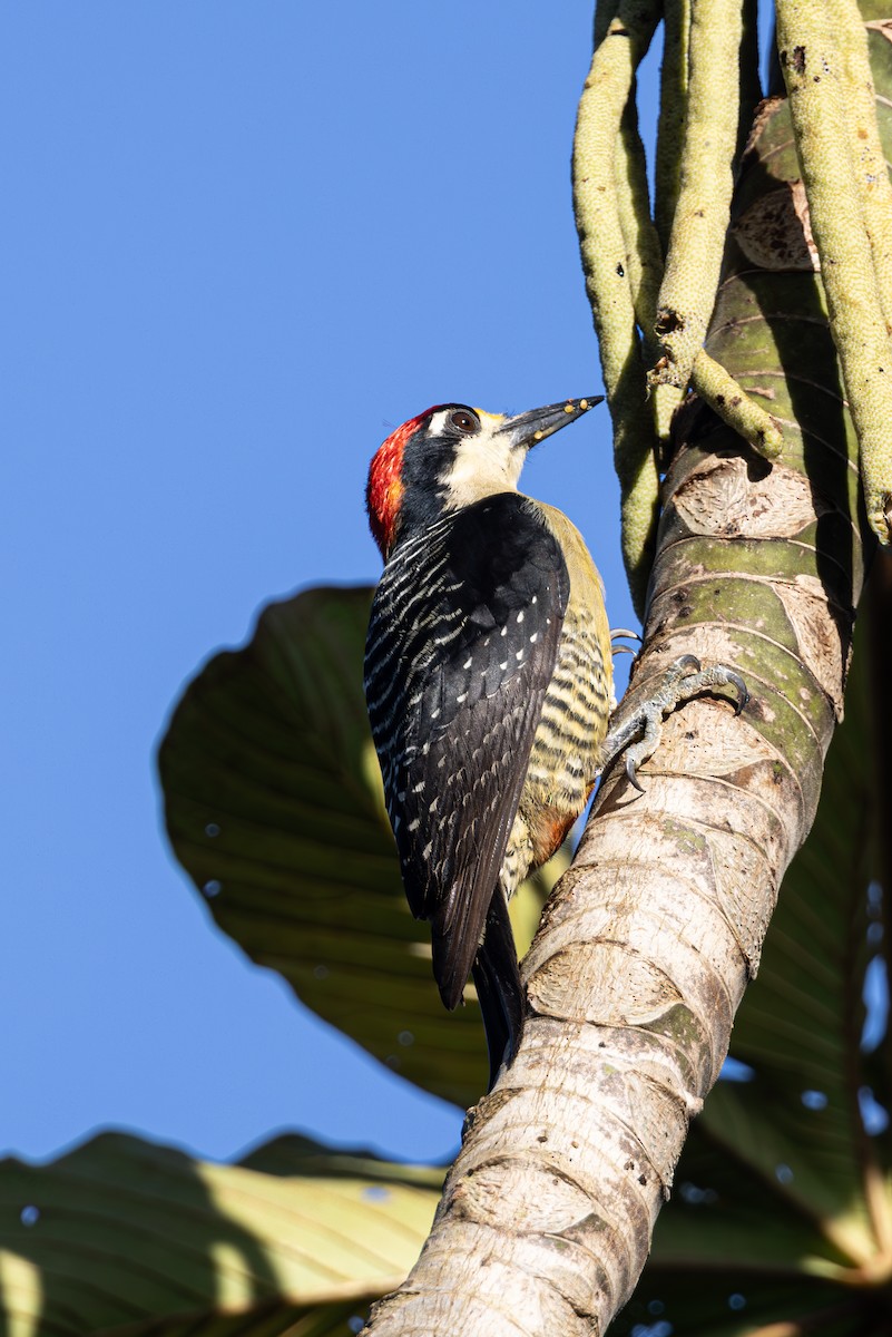 Black-cheeked Woodpecker - Mason Flint