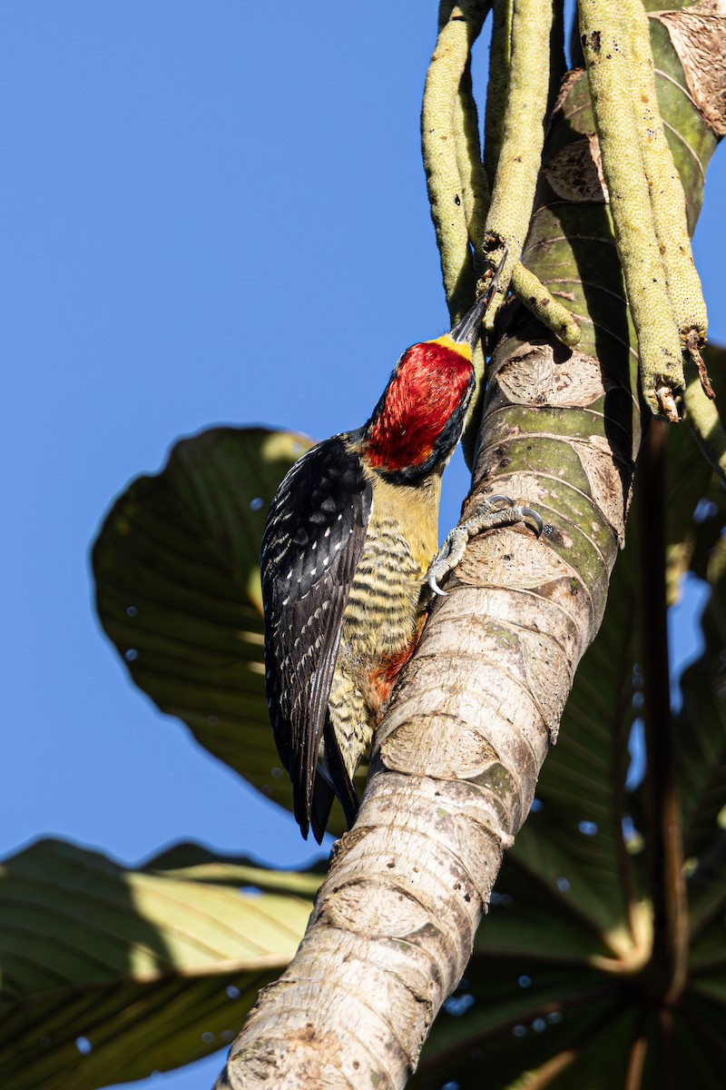 Black-cheeked Woodpecker - Mason Flint