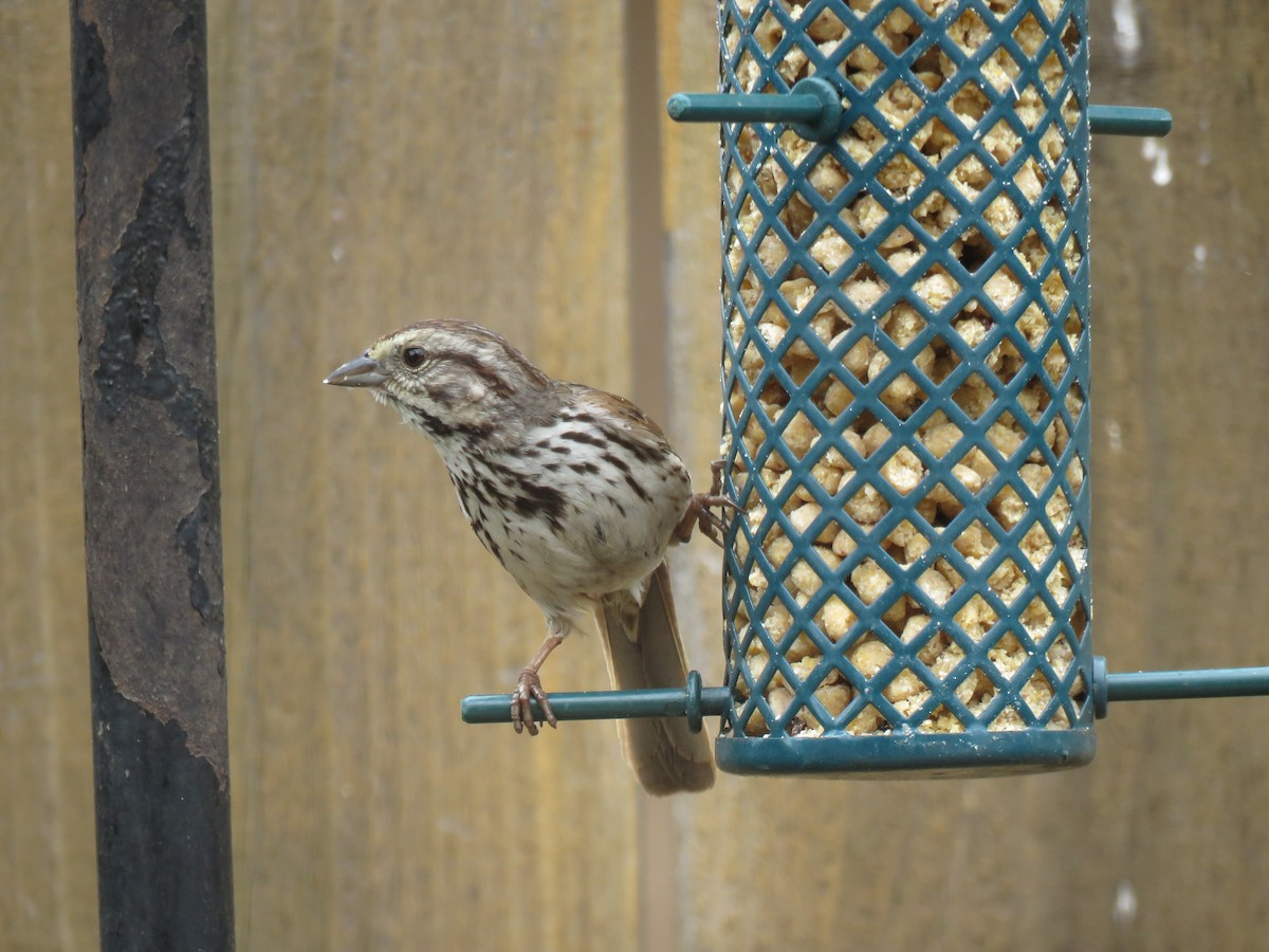 Song Sparrow - Denise Riddle