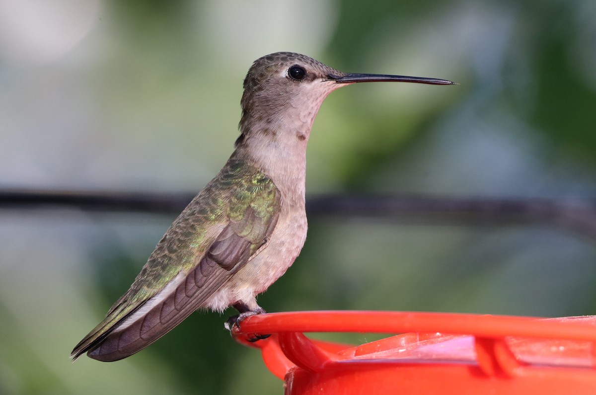 Black-chinned Hummingbird - Lillian Derwelis