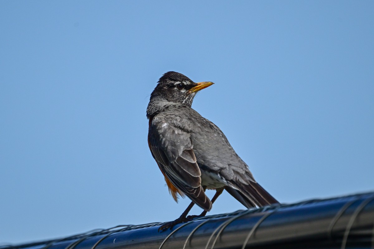 American Robin - Serg Tremblay