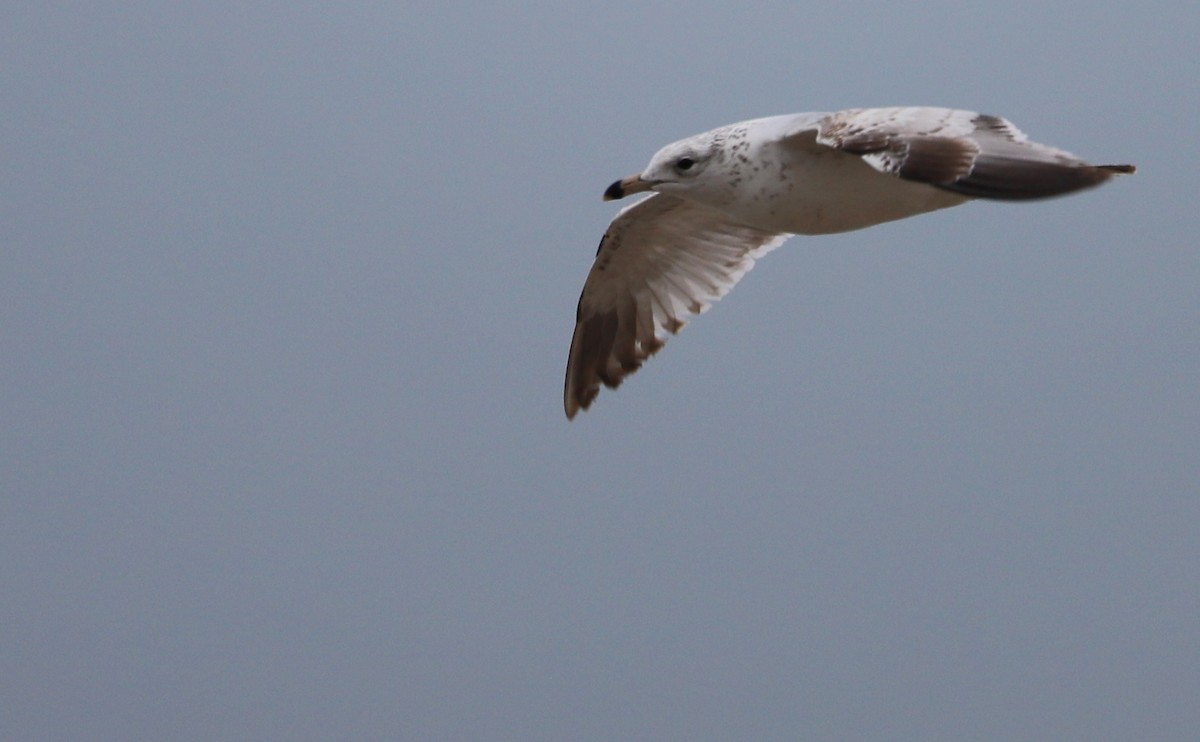 Ring-billed Gull - Rob Bielawski