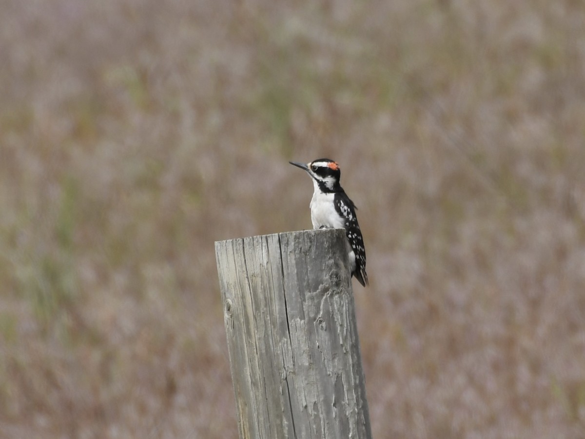 Hairy Woodpecker - Kent Kleman