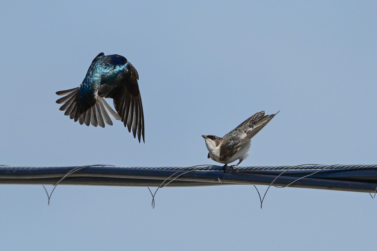 Tree Swallow - Serg Tremblay