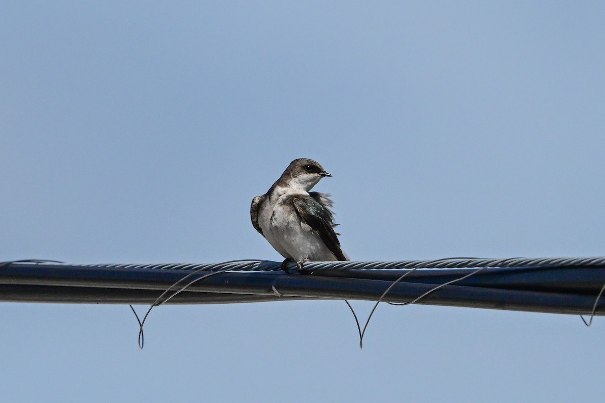 Tree Swallow - Serg Tremblay