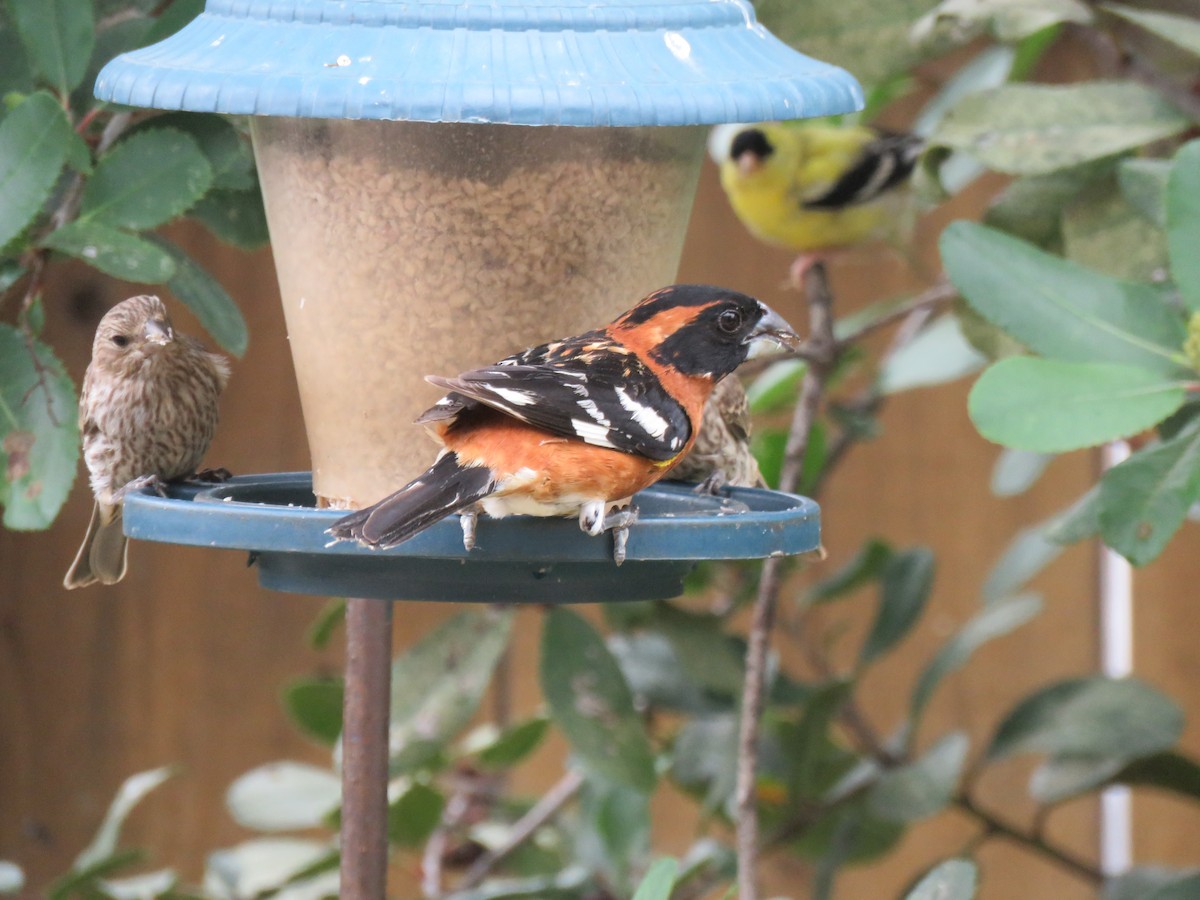 Black-headed Grosbeak - ML619504841