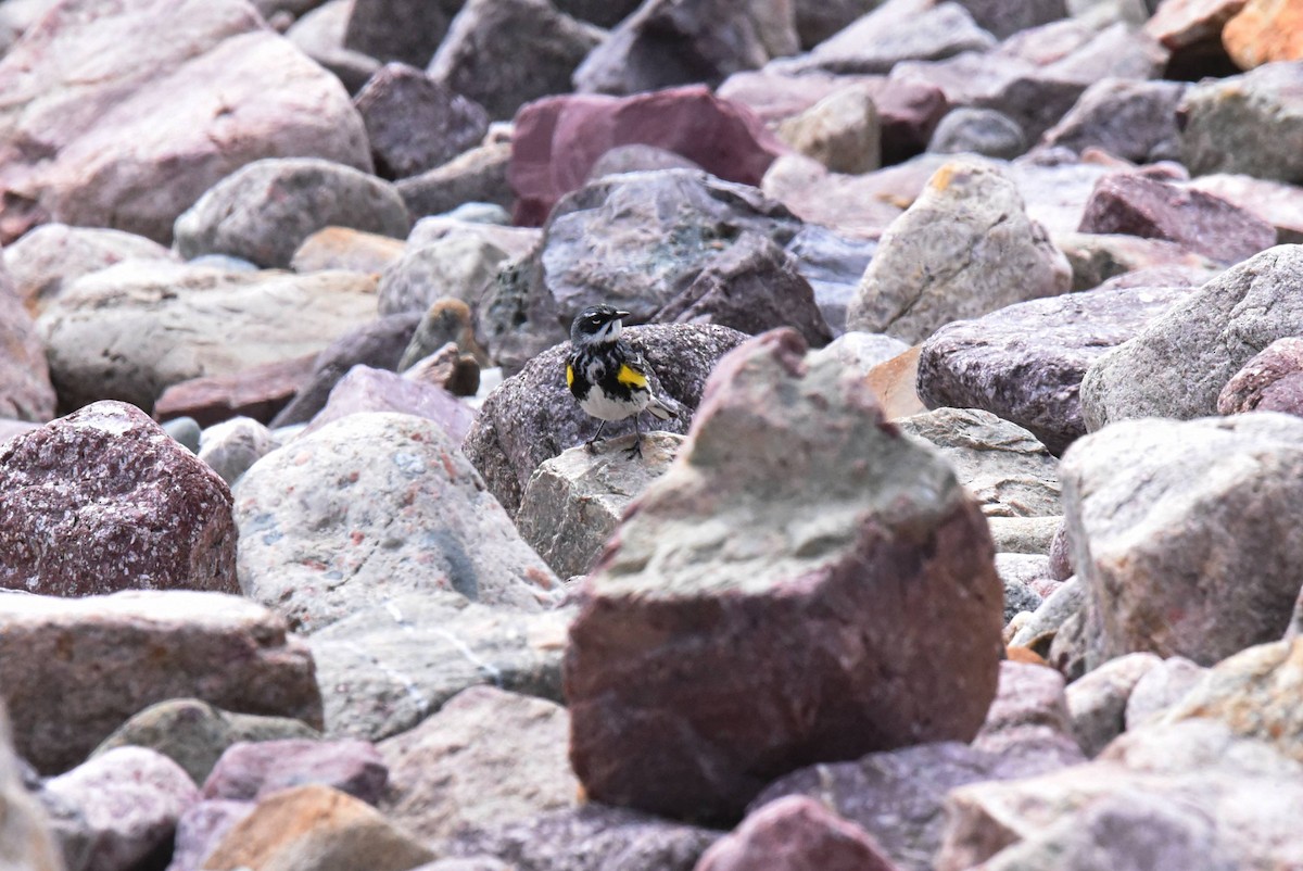 Yellow-rumped Warbler - Valérie JACKMAN