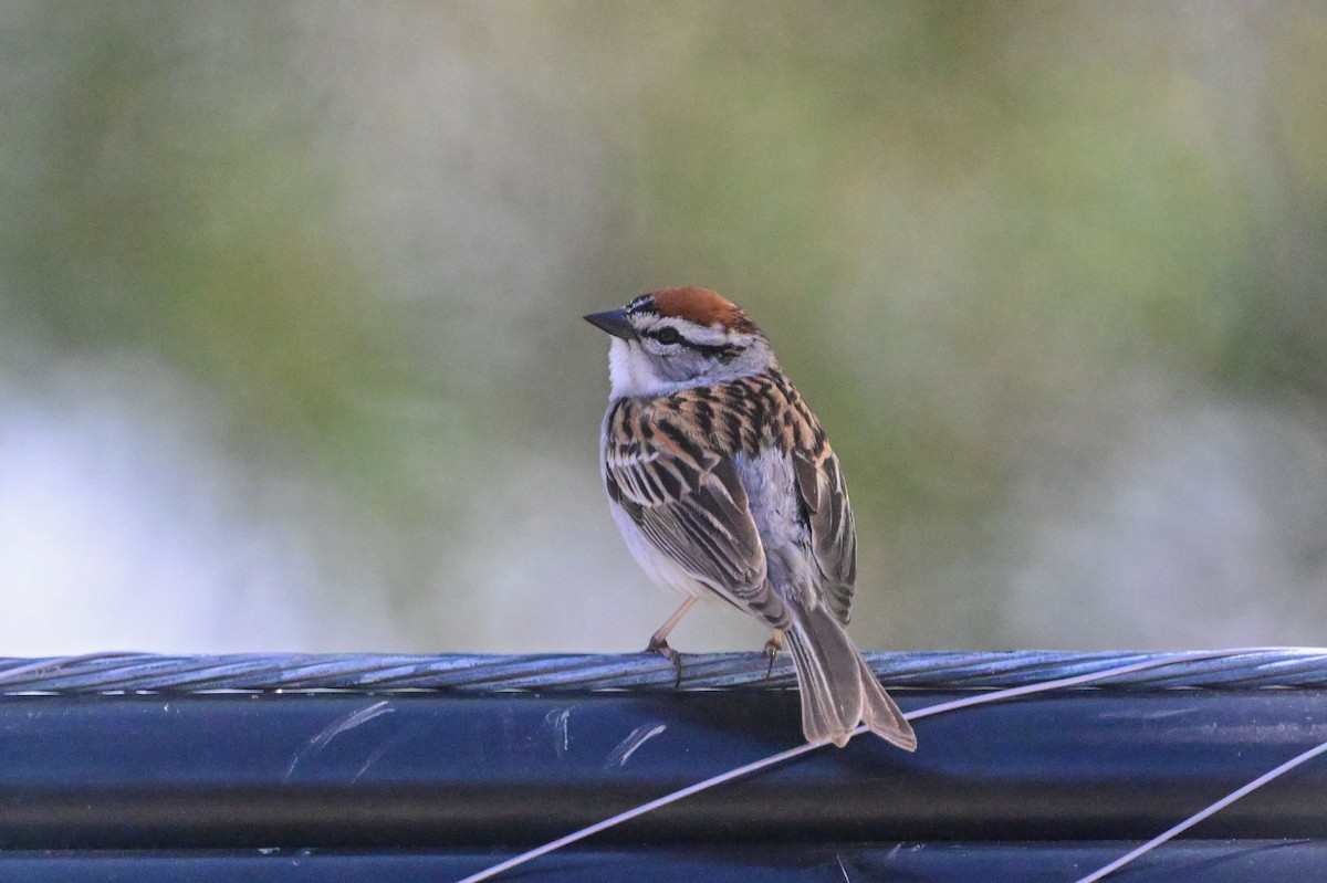 Chipping Sparrow - Serg Tremblay