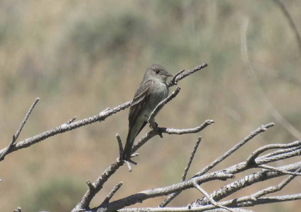 Western Wood-Pewee - Laurel Armstrong