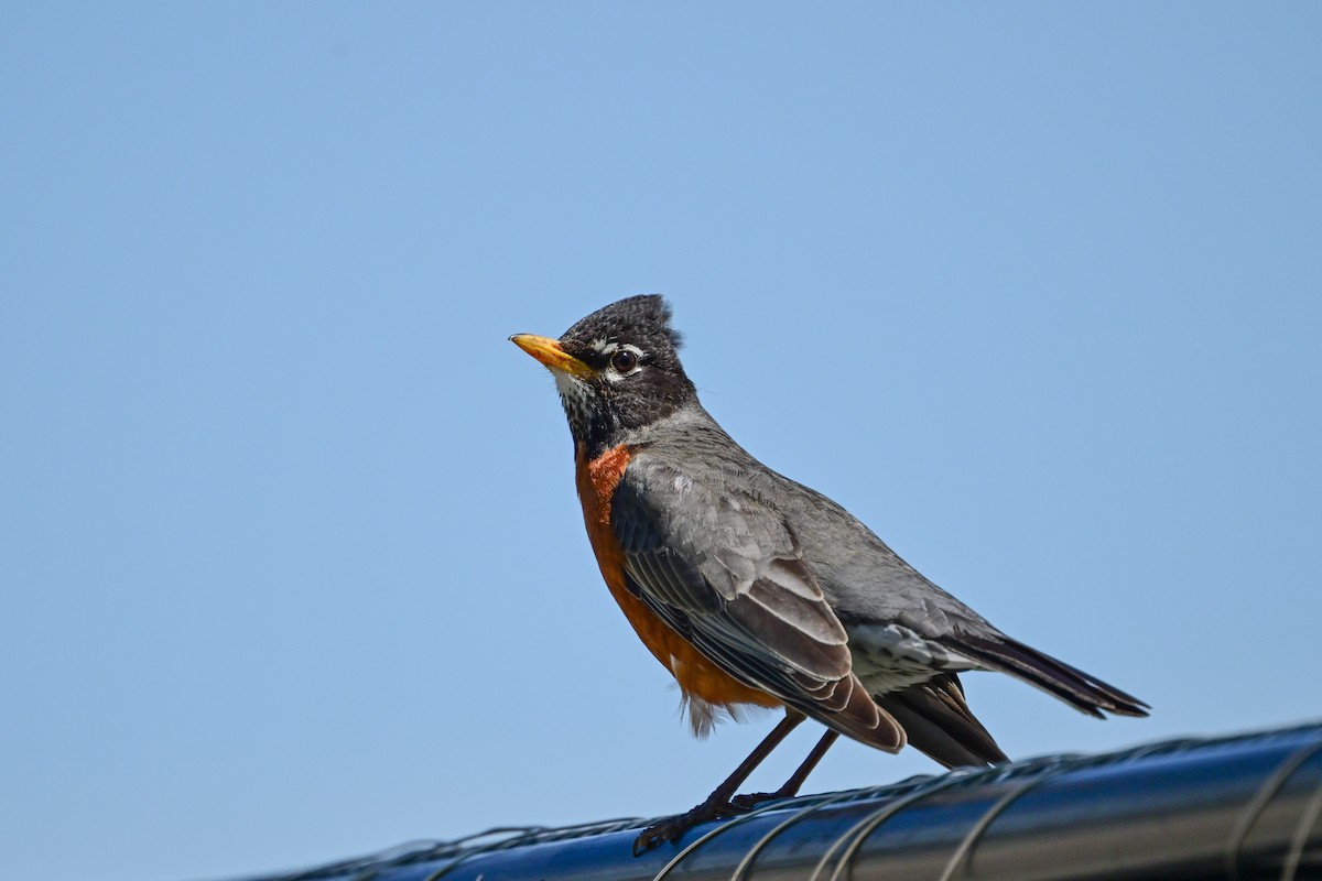 American Robin - Serg Tremblay