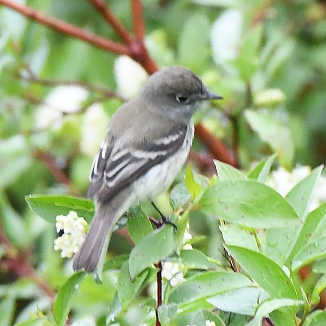 Least Flycatcher - Denny Granstrand