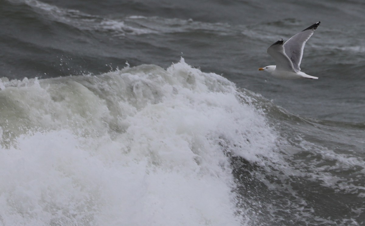 Herring Gull (American) - ML619504854