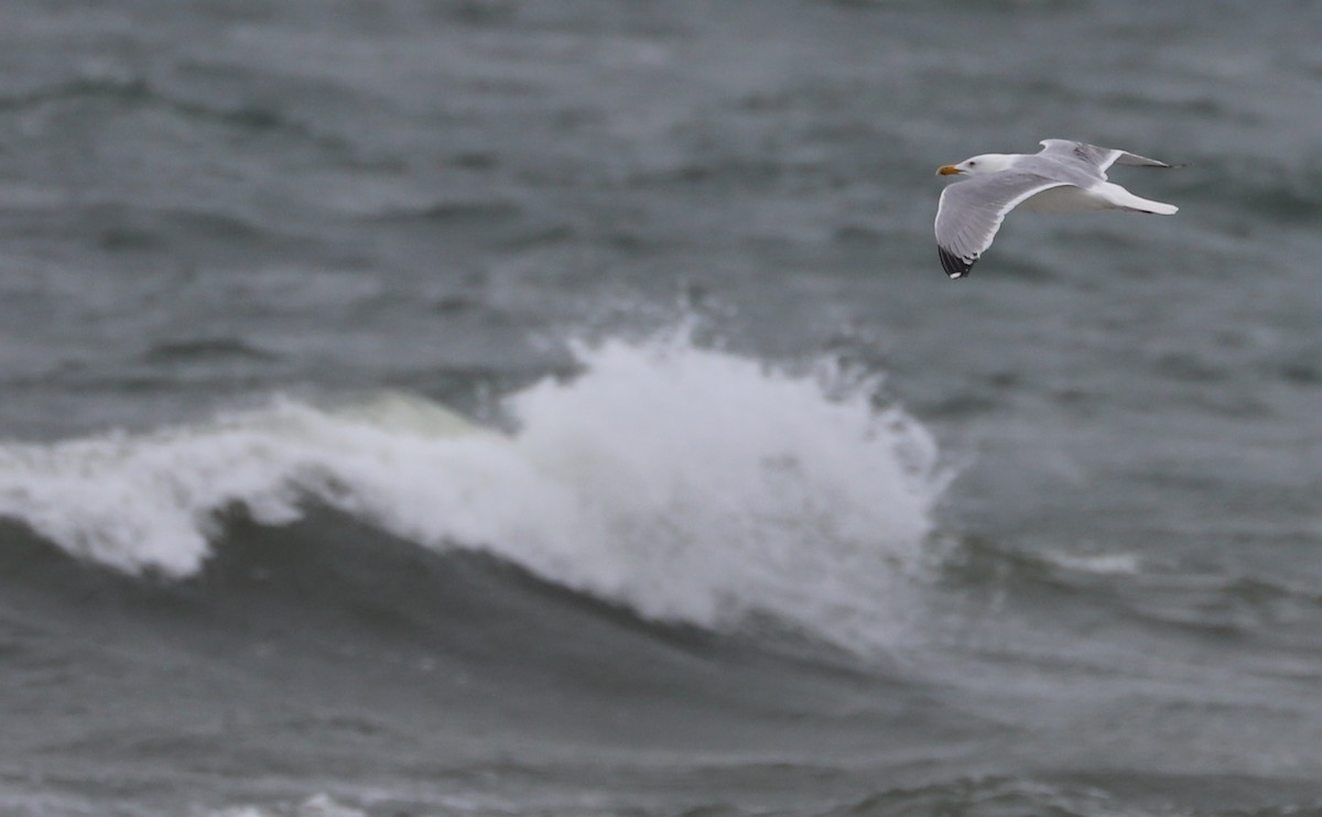 Gaviota Argéntea (americana) - ML619504864