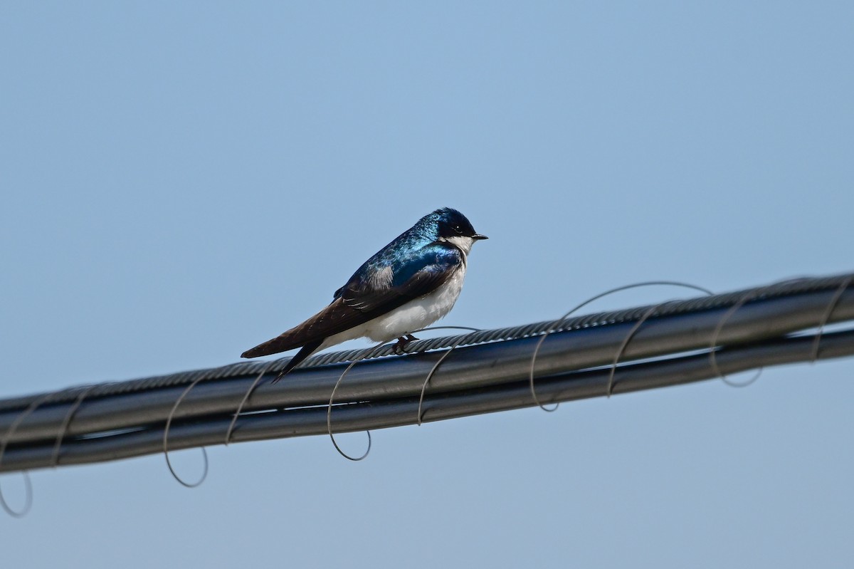 Tree Swallow - Serg Tremblay