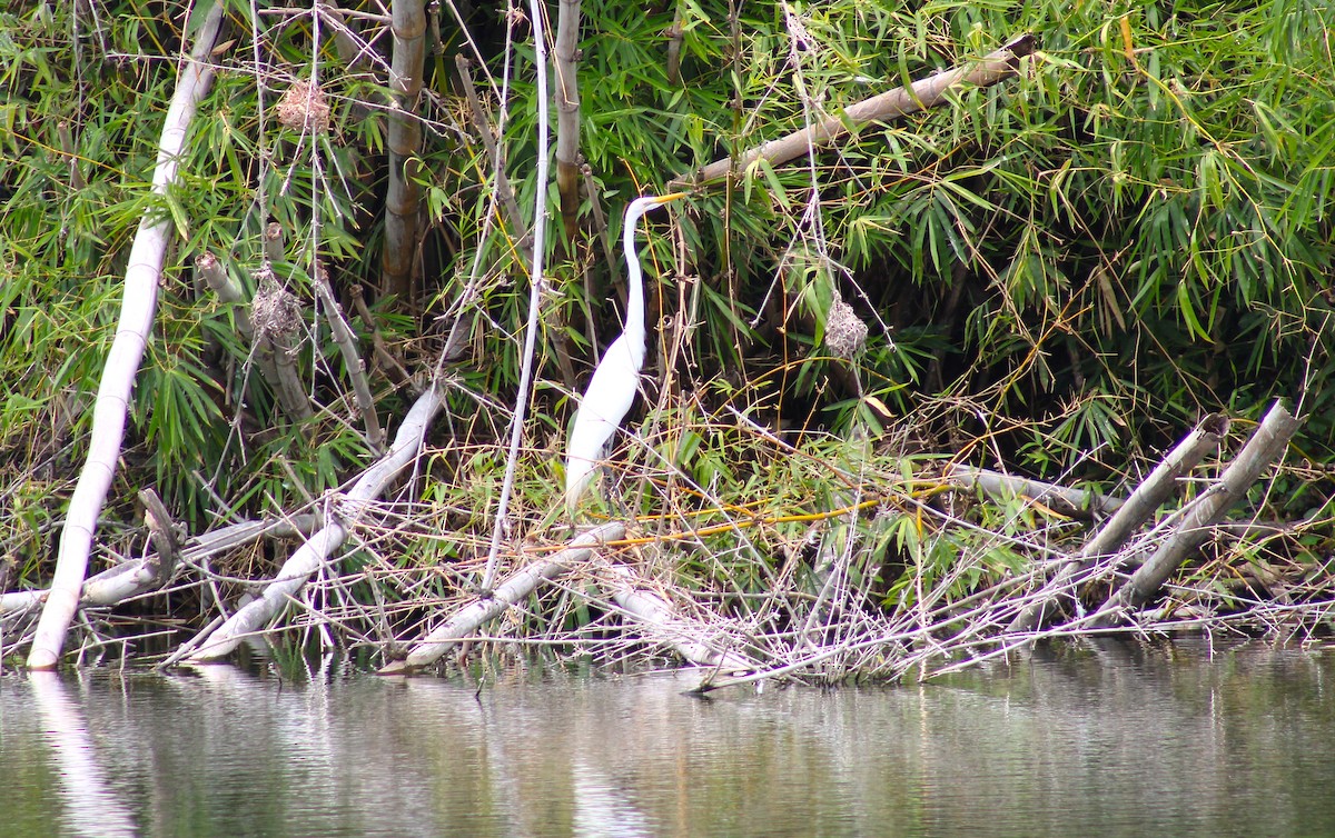 Great Egret - T L P L