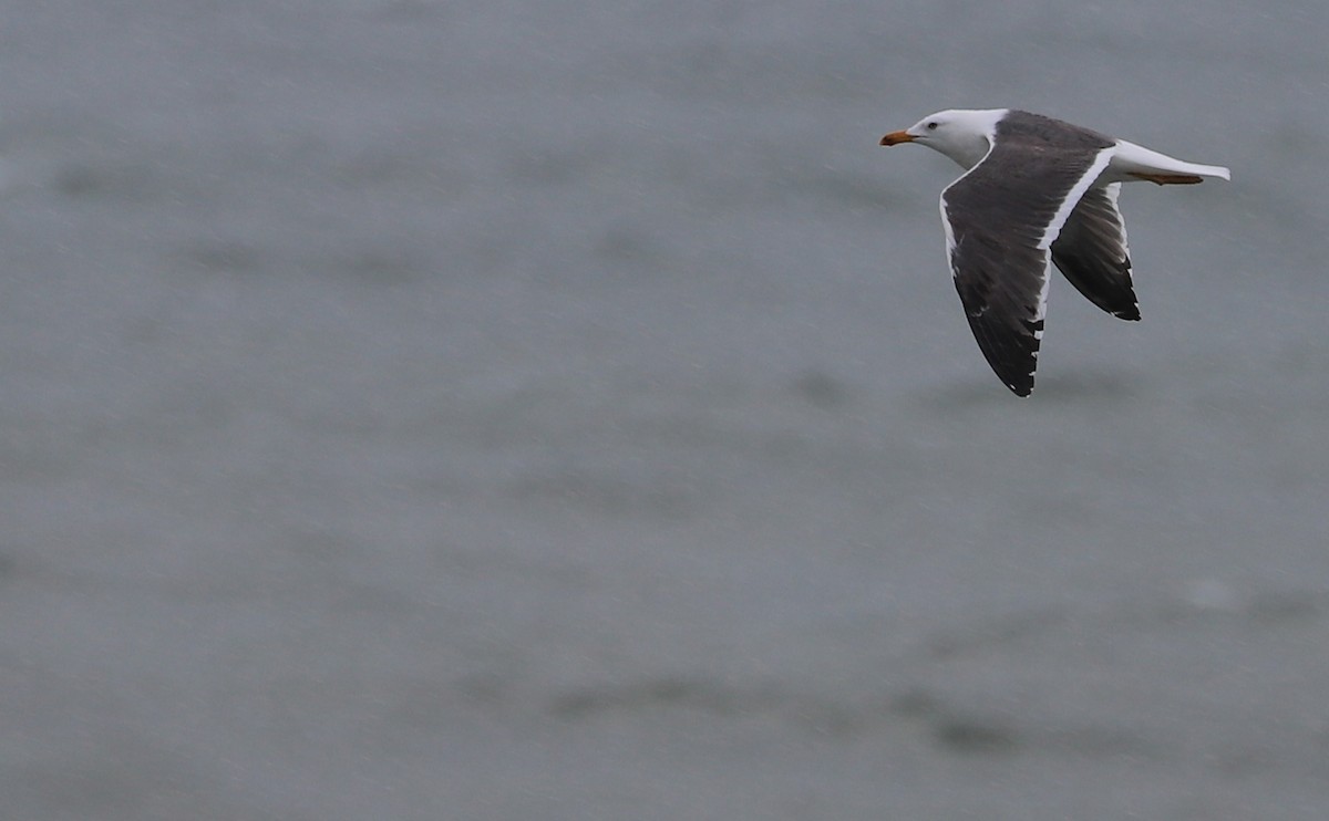 Lesser Black-backed Gull - Rob Bielawski