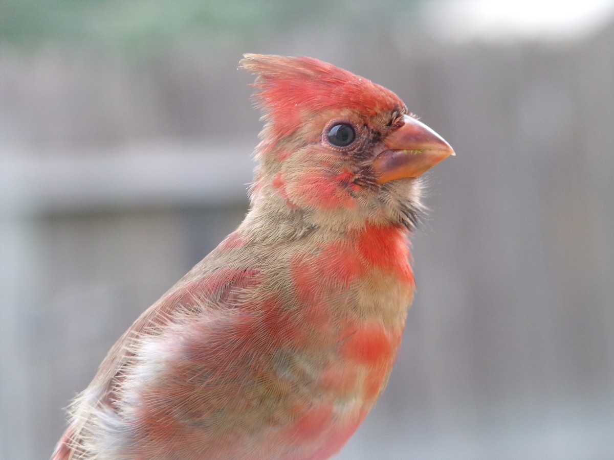 Northern Cardinal - Texas Bird Family