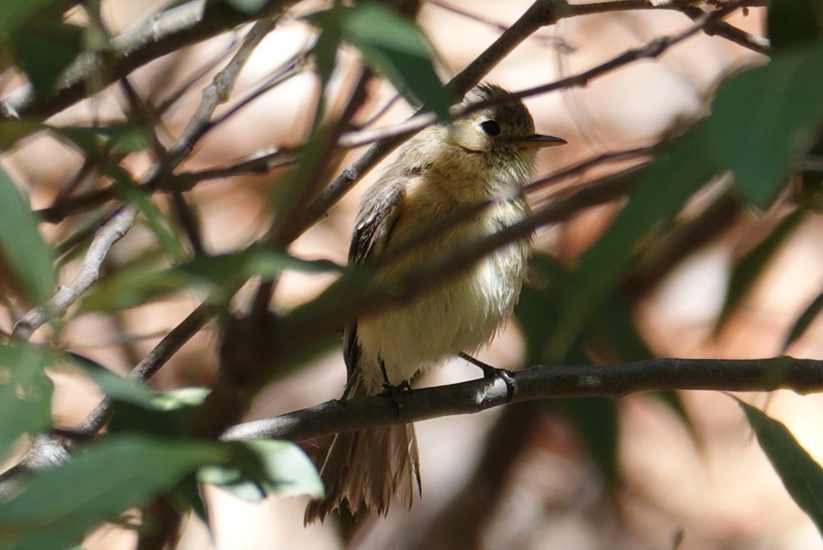 Buff-breasted Flycatcher - Terry Pollock