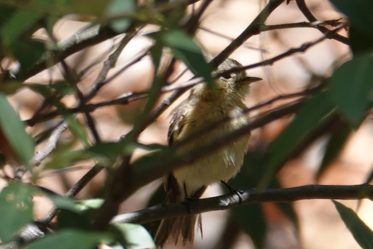 Buff-breasted Flycatcher - Terry Pollock