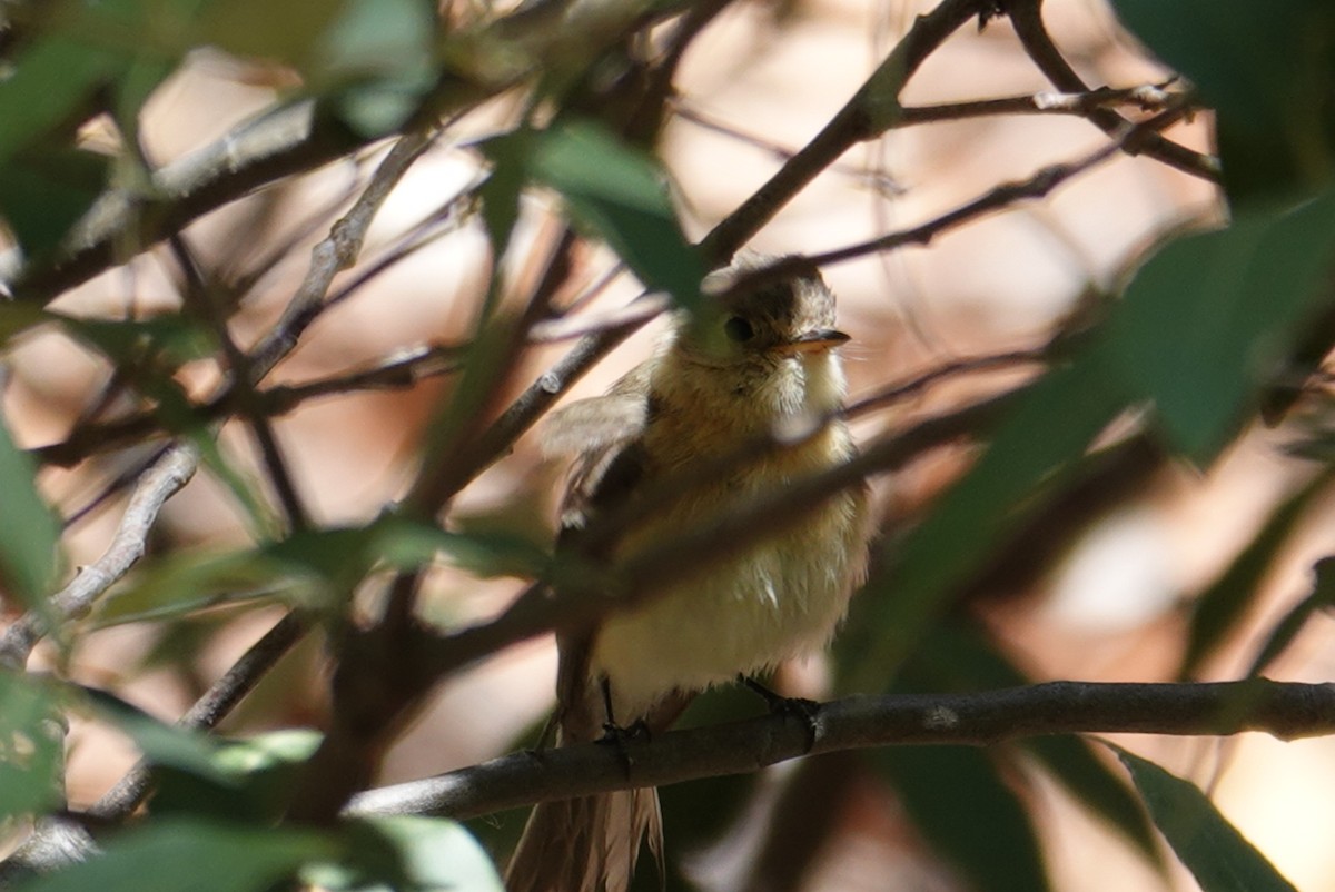 Buff-breasted Flycatcher - Terry Pollock