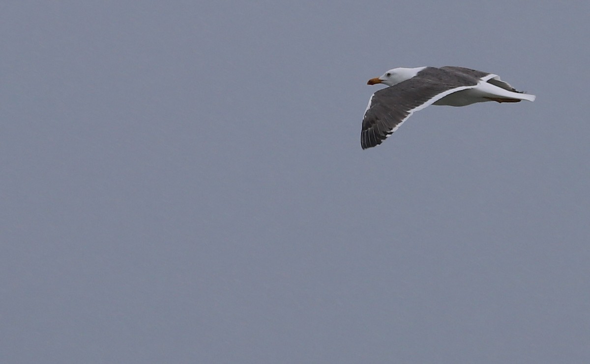 Lesser Black-backed Gull - Rob Bielawski