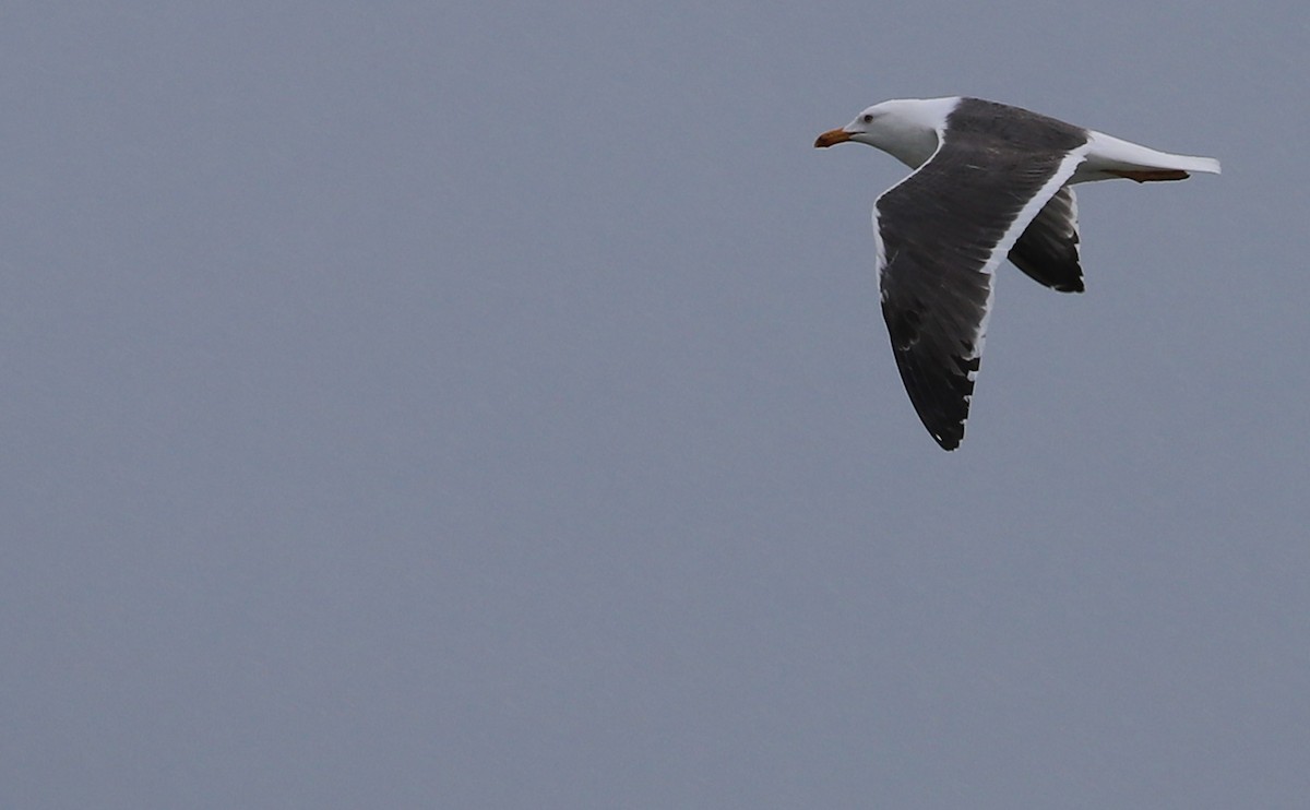 Lesser Black-backed Gull - Rob Bielawski