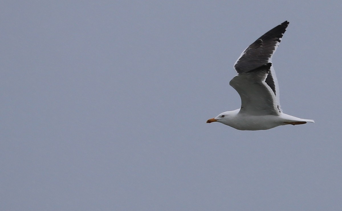 Lesser Black-backed Gull - Rob Bielawski