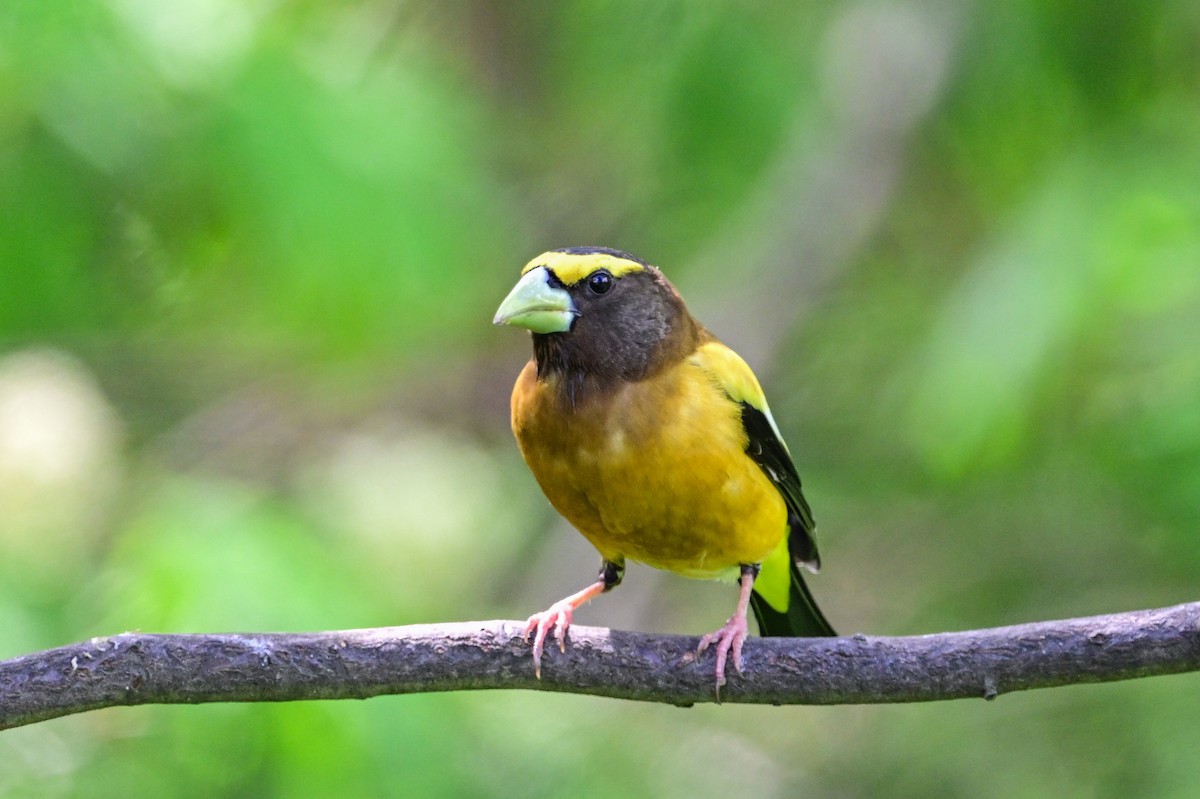 Evening Grosbeak - Serg Tremblay