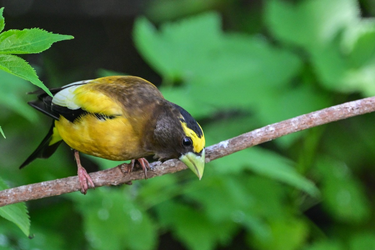 Evening Grosbeak - Serg Tremblay