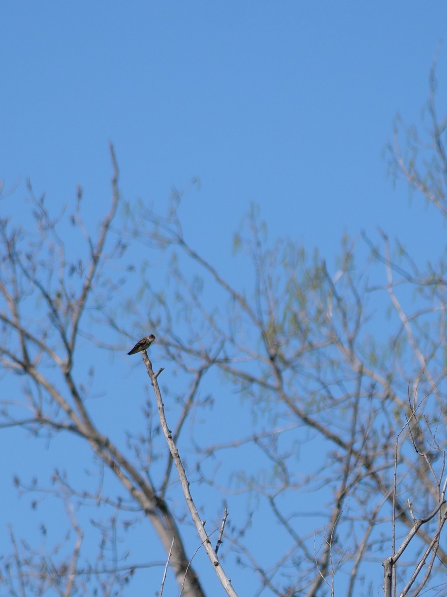 Northern Rough-winged Swallow - Bob Izumi