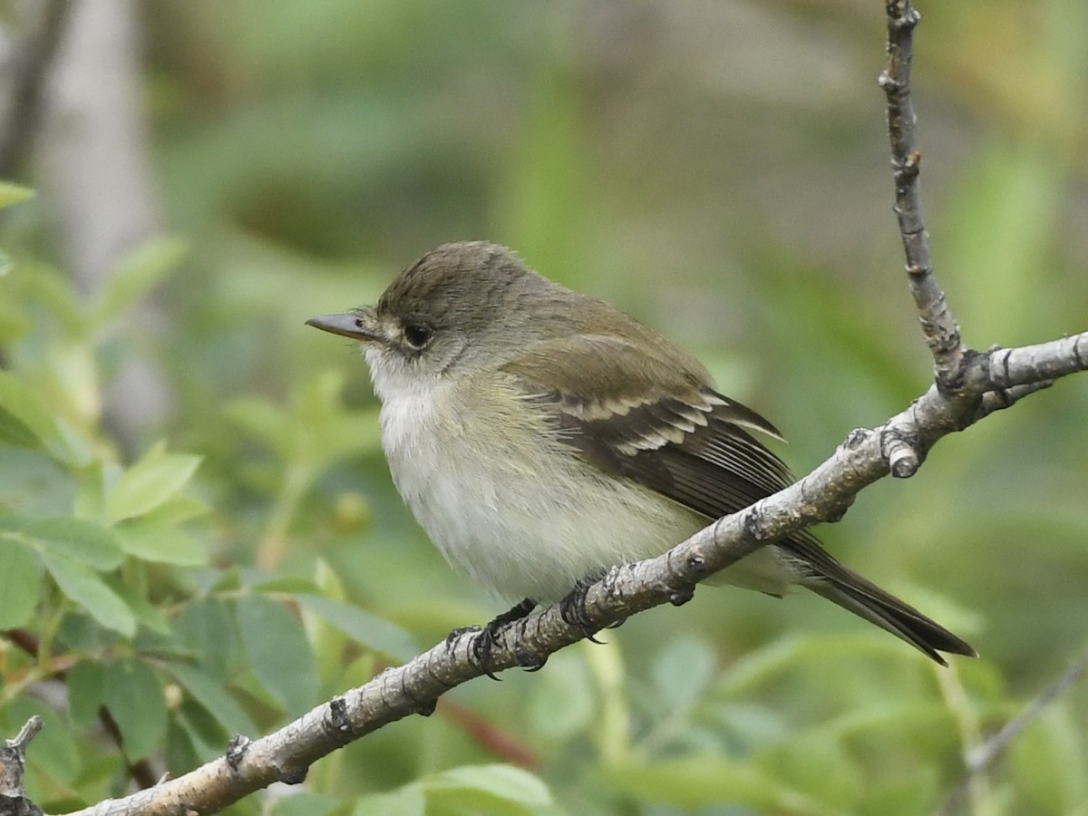 Willow Flycatcher - Kent Kleman