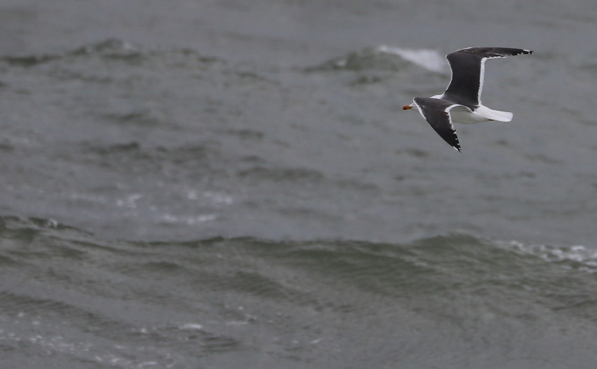 Lesser Black-backed Gull - Rob Bielawski