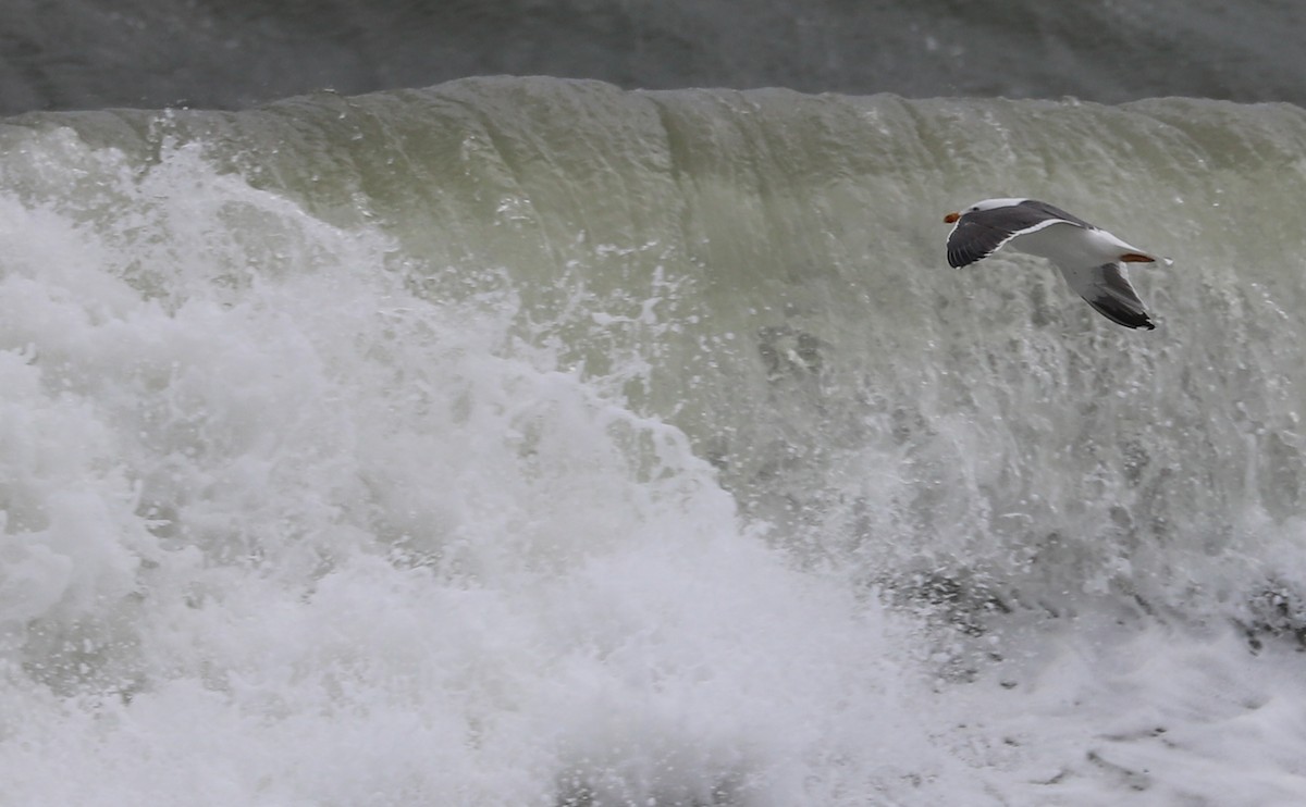 Lesser Black-backed Gull - Rob Bielawski