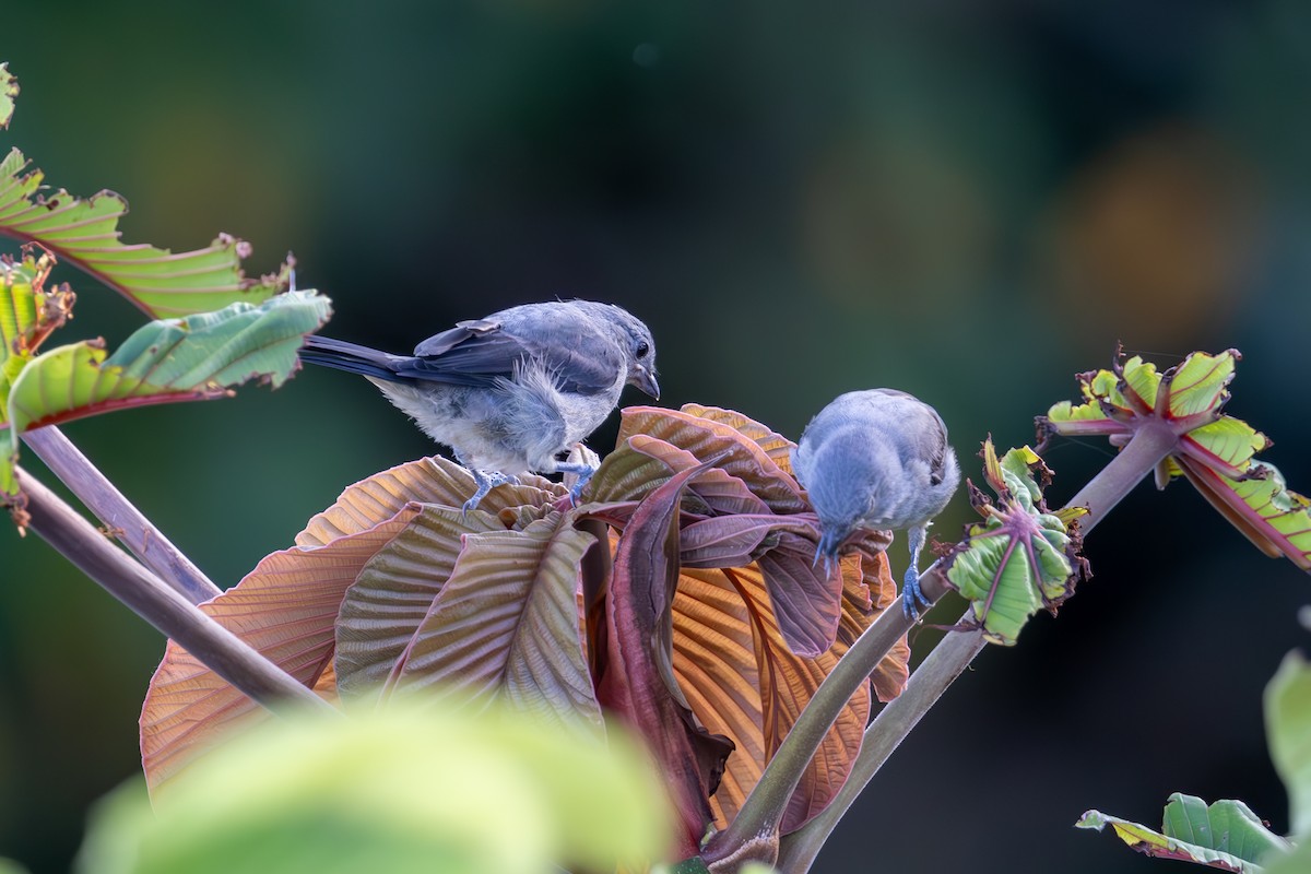 Plain-colored Tanager - Mason Flint