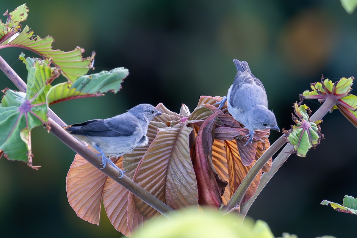 Plain-colored Tanager - Mason Flint