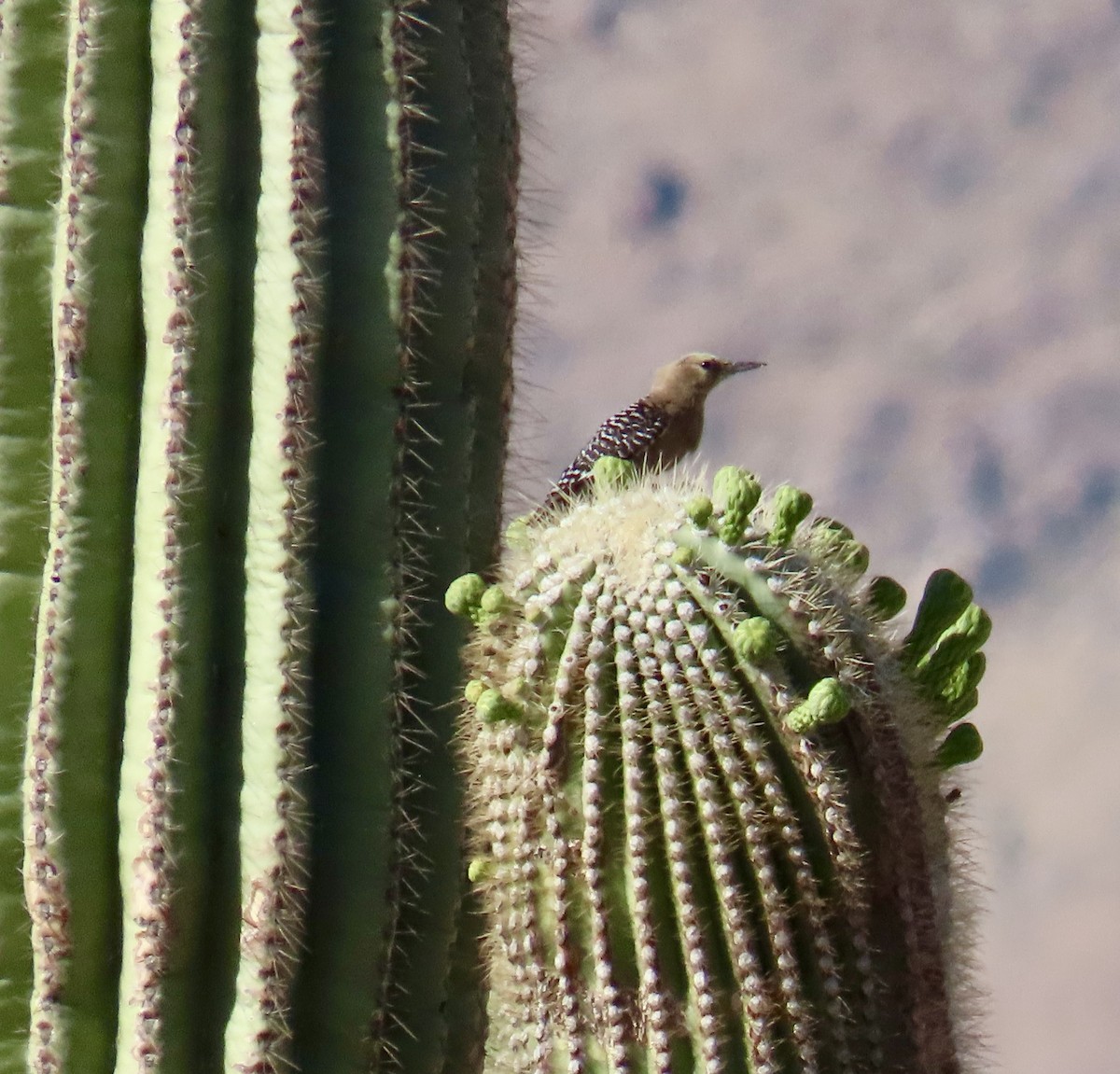 Gila Woodpecker - ML619504912