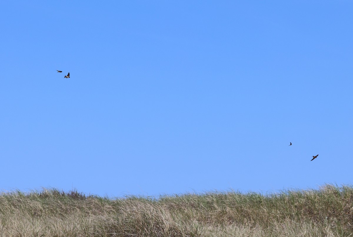 Tree Swallow - burton balkind