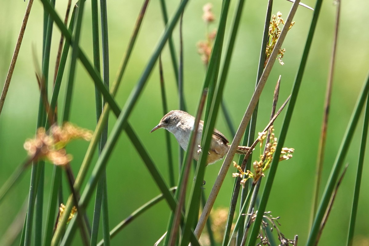 Marsh Wren - Cindy Cummings