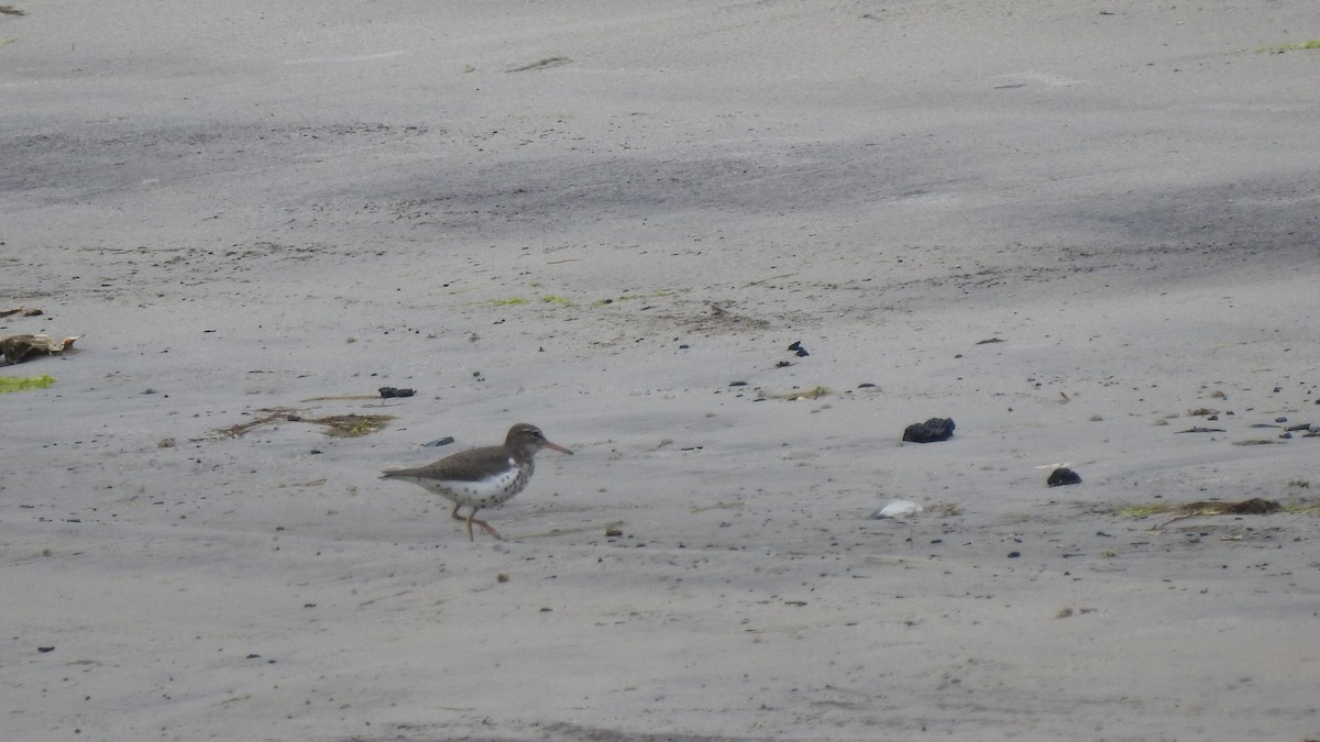 Spotted Sandpiper - Vincent Glasser