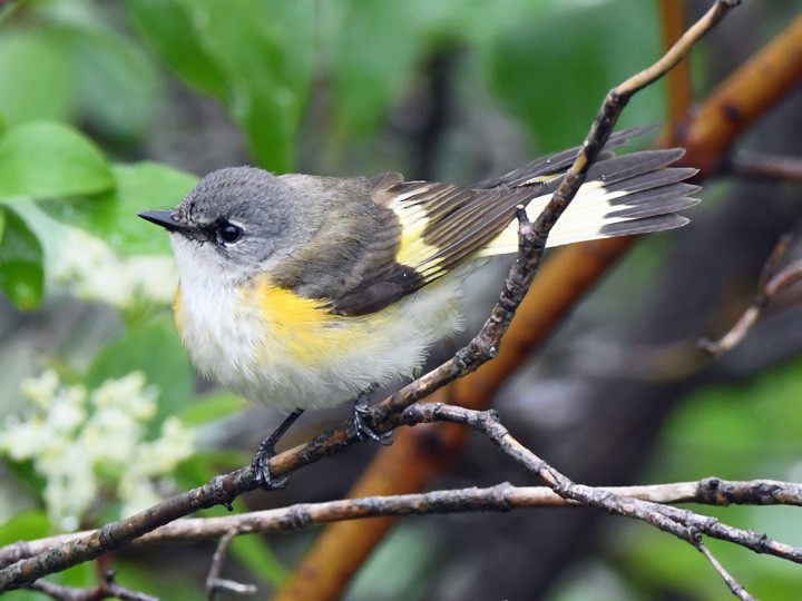 American Redstart - Denny Granstrand