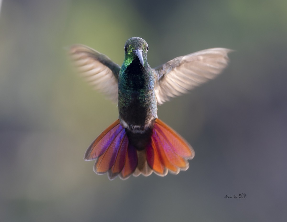 kolibřík lesklý - ML619504927
