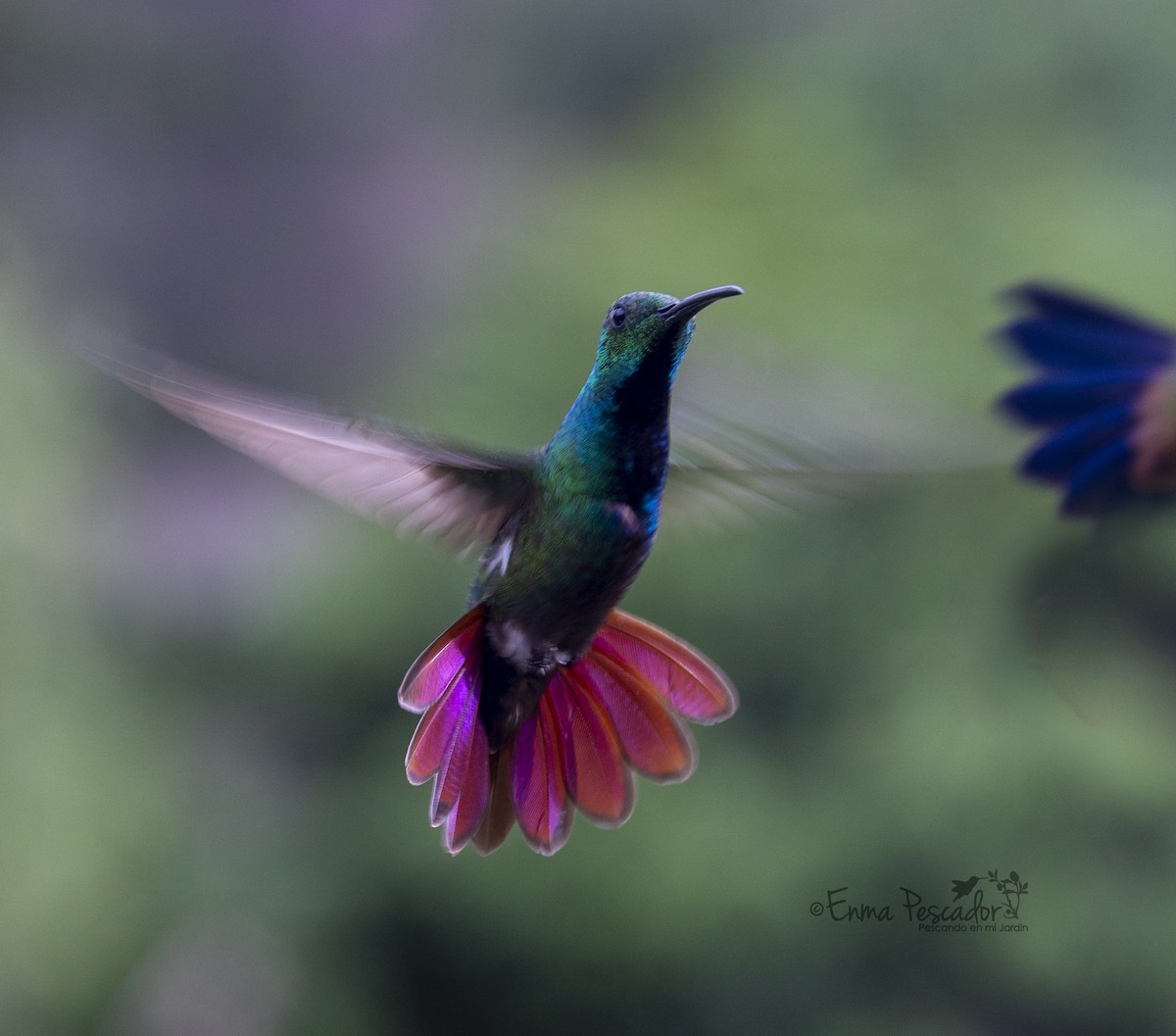kolibřík lesklý - ML619504931
