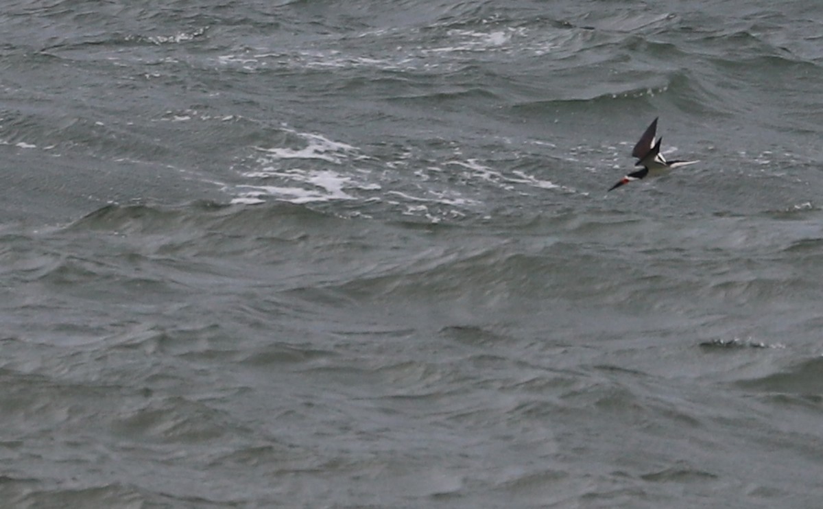 Black Skimmer - Rob Bielawski