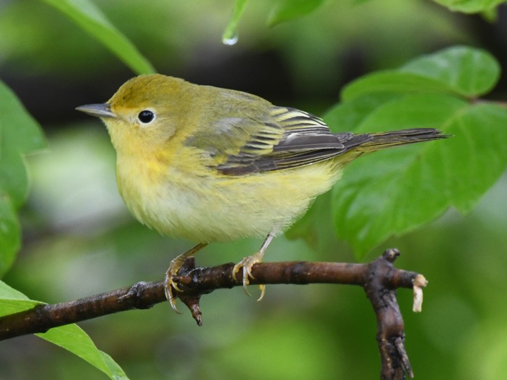 Yellow Warbler - Denny Granstrand