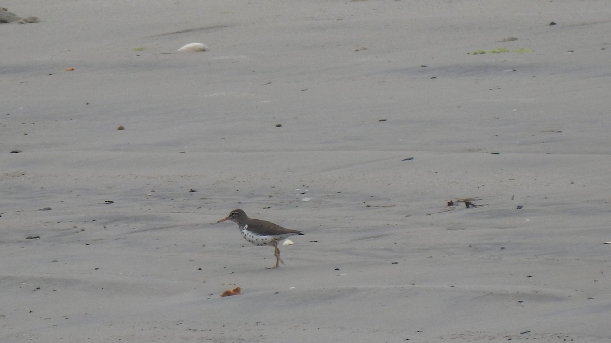 Spotted Sandpiper - Vincent Glasser