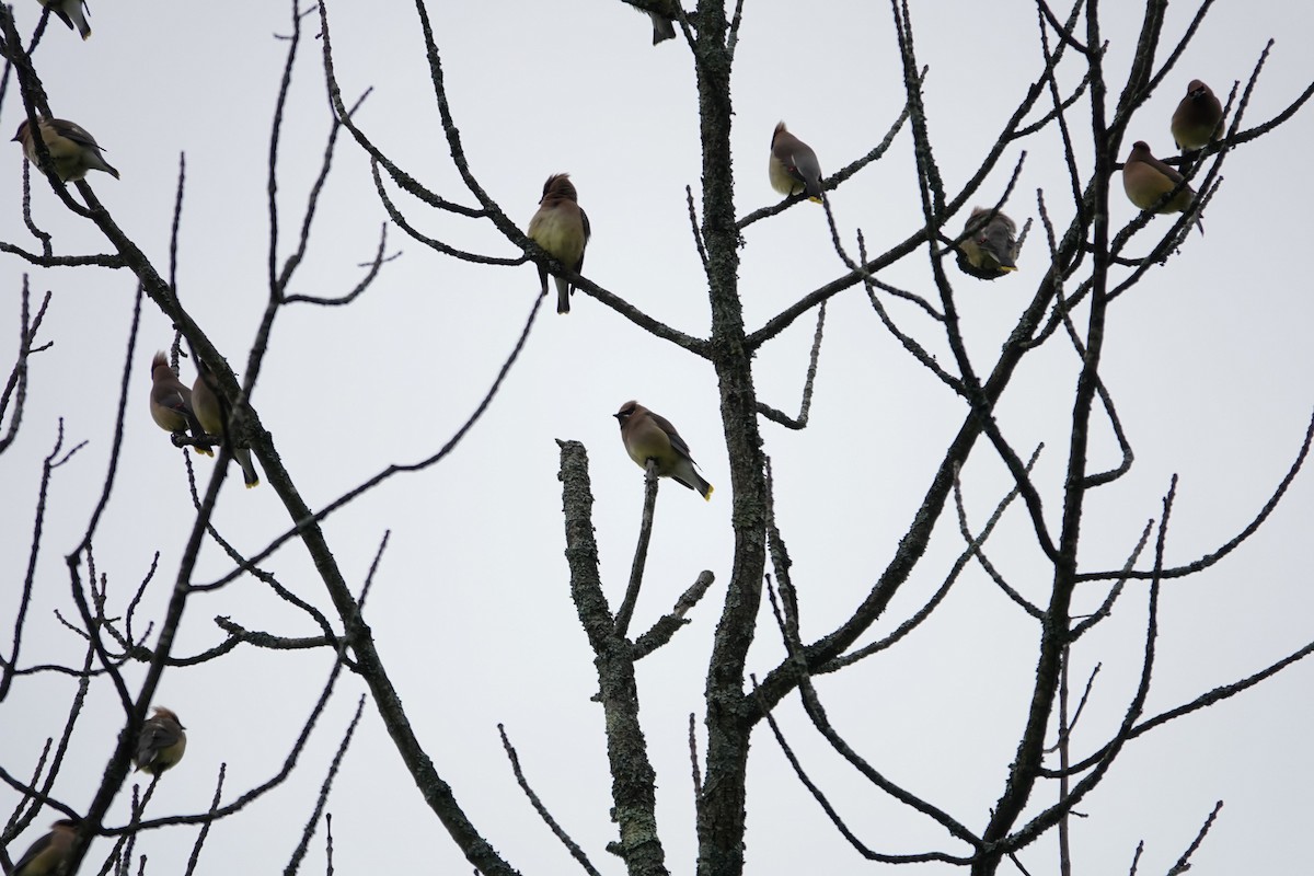 Cedar Waxwing - Michael DeWispelaere